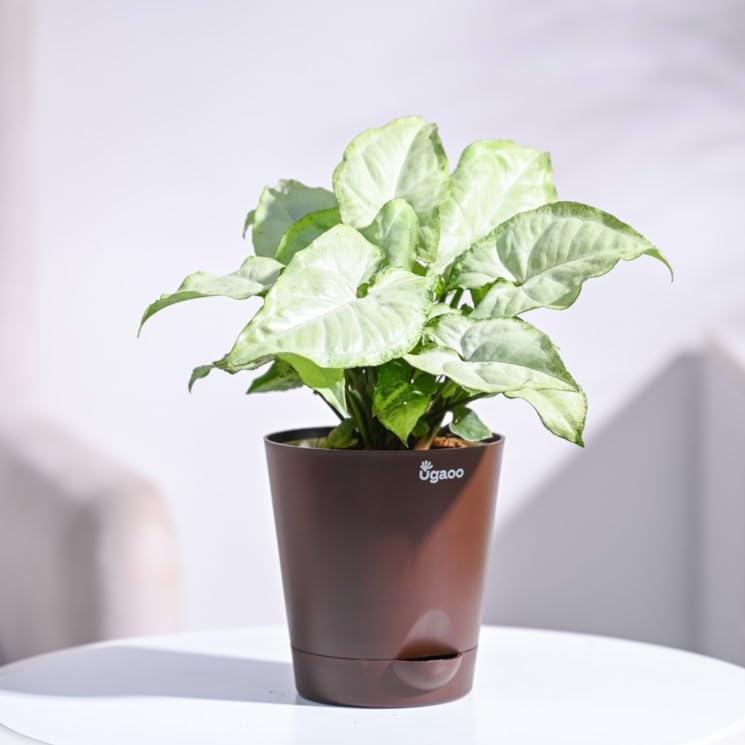 UGAOO Syngonium White Butterfly Plant - Live Indoor -1