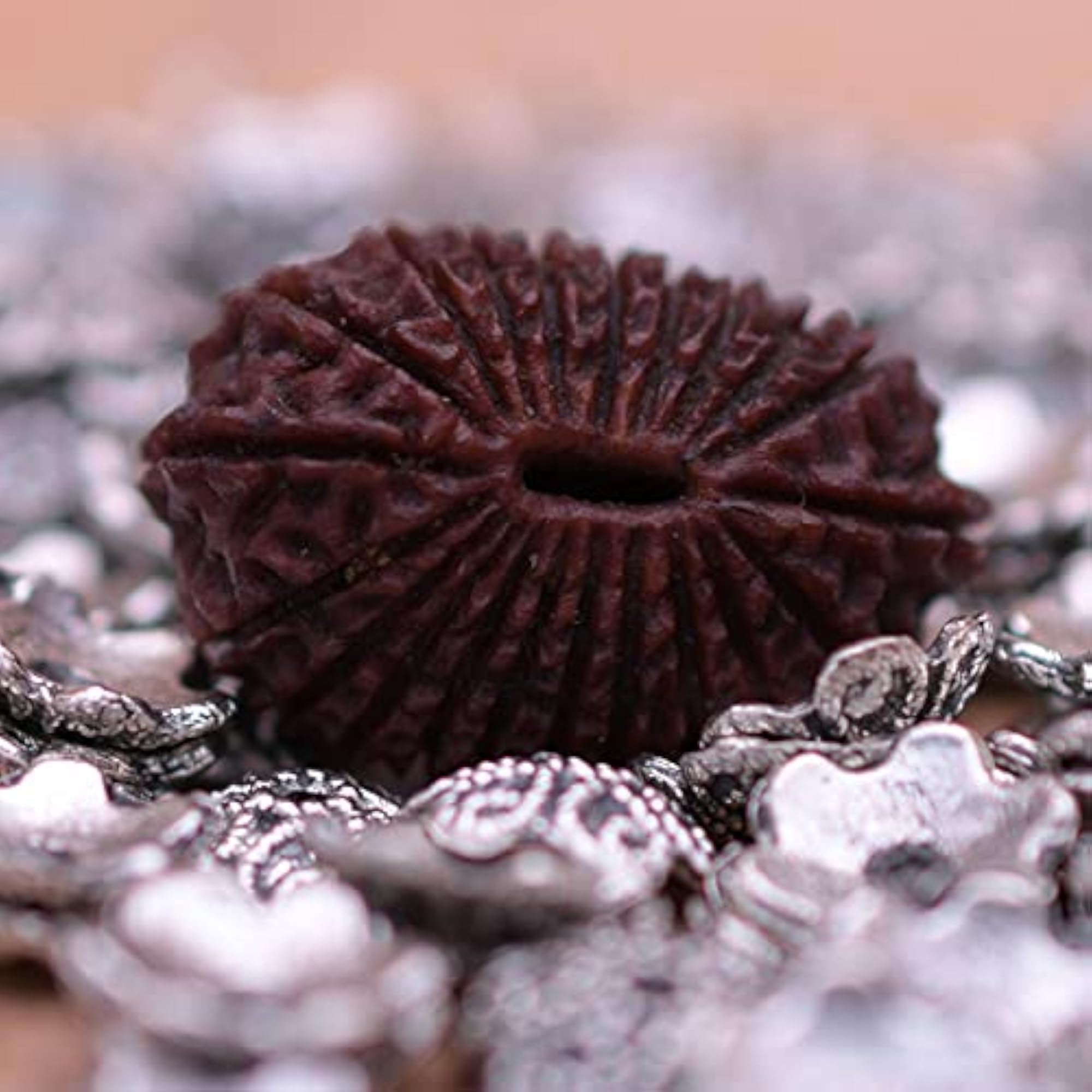 Natural 21 Mukhi Face Rudraksha from Nepal, Original Certified