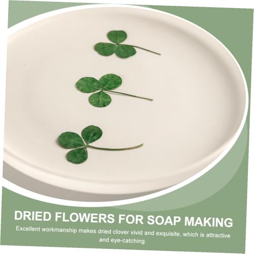 24 flores prensadas de trébol secas para manualidades miniatura 3