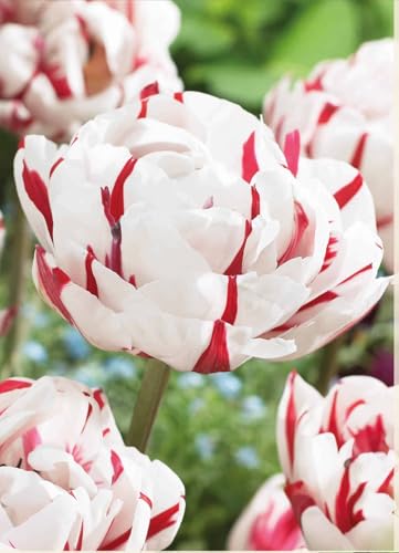 Bulbi di Tulipani Carnaval de Nice | tulipani bianchi e rossi | tulipani doppi | confezione da 6 | bulbi autunnali | calibro 11/12 cm | MY PLANTIS | spediti da Italia