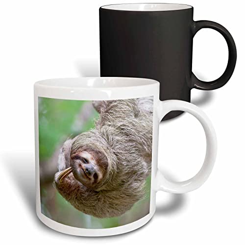 3dRose Brown-Throated Sloth Wildlife Mug, 11 oz, Black/White