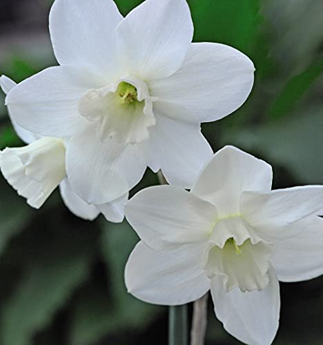 Daffodil Cornish Niveth Garden Plant Hardy Bulb Flowering Garden Plants Easy to Grow Your Own 10x Bulbs by Thompson and Morgan