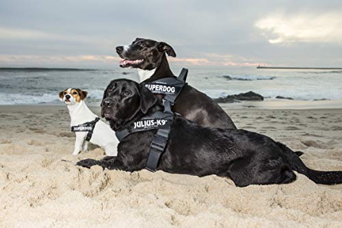 Julius-K9, IDC® Color & Gray® Beltgeschirr