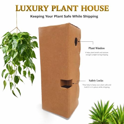 Image of Jade inchZ inch Plant Live Jade Money Plant (Crassula Ovata inchMinima inch), Money Tree Succulent for Indoor Home Office Decor, Natural Air Purifying Good Luck Feng Shui Symbol | 1 HEALTHY LIVE PLANT IN POT