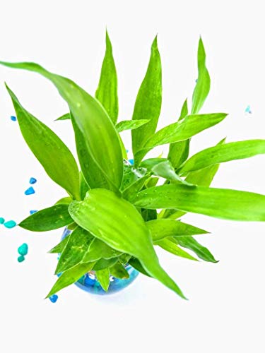 Image of PlantaZee Samrat Nursery Prime 2 Layer Lucky Bamboo Plant with Big Round Glass Pot with Color Jelly /Crystal Ball (Green)