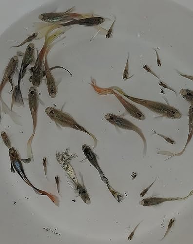 5 Live Fancy Guppy Fish for Aquarium, Fry Size, Peaceful Tank Mates, Fast Breeding,