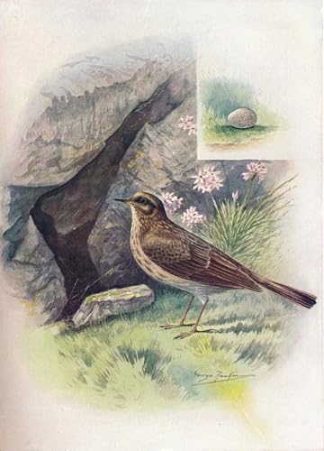 Póster de Rock-pipit Anthus Obscurus para dar un toque moderno y urbano a tu oficina