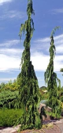 Strict Weeper Alaska Cedar 2 - Year