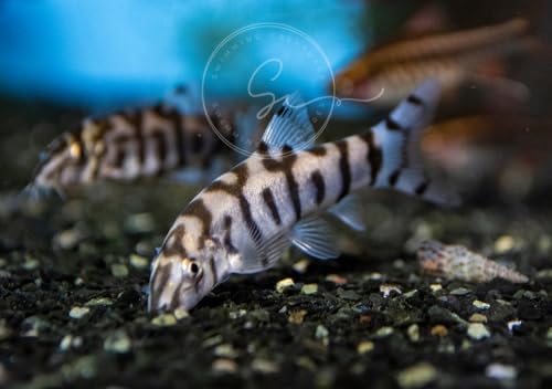 Swimming Creatures 2 Yoyo Loaches (Botia almorhae) Freshwater Aquarium Fish (Size Approx. 1')