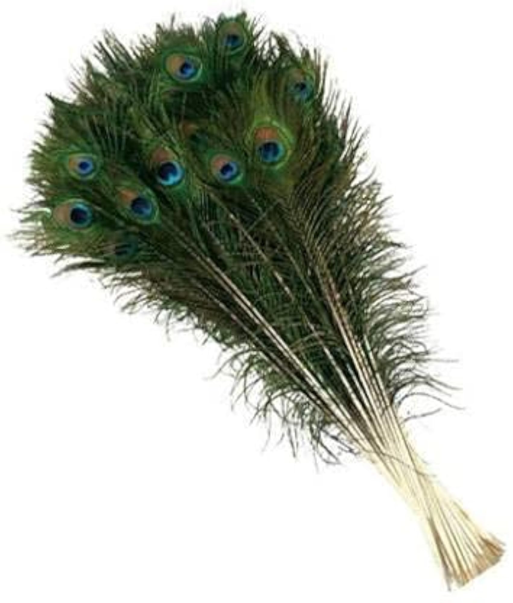 30 Inch Original Full Length Peacock Feather Tails for Crafts