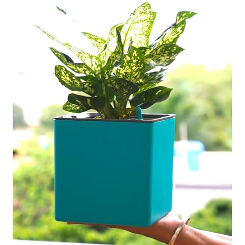 Image of Indian Discovery Self Watering Tabletop Planter| Flower Pots for Home, Terrace, Balcony, Vertical Garden Decor Flower Pots(2 PC, Sea Green, Square) |6 Inch UV-Resistant Plastic Plant Pots