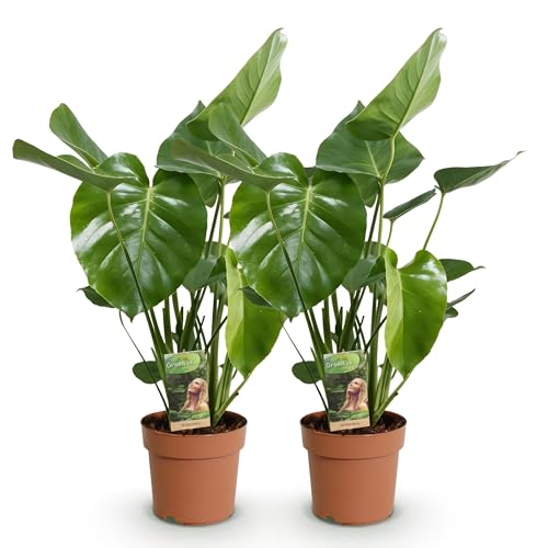 Green boutiQ - Plantes d'intérieur - Monstera Deliciosa - Plante à trous - Peu d'entretien - Vert - 2 Plantes - Pot 17cm - Hauteur 50-55cm