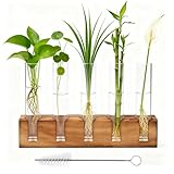 ❤️【Materiales de alta calidad】Los jarrones hidropónicos están hechos de vidrio de borosilicato resistente y de alta calidad con una superficie lisa, aptos para plantas hidropónicas. El marco de madera maciza es muy estable y duradero.