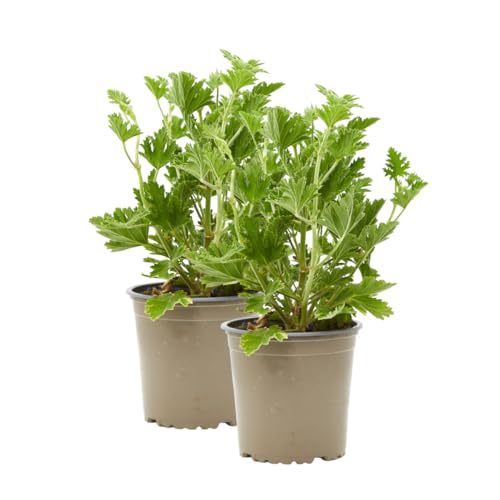 Verdecora Pack 2 Geranio Antimosquitos | Pelargonium Graveolens | Planta de exterior en maceta Ø13cm | Fragancia Citronella - Repele a los mosquitos