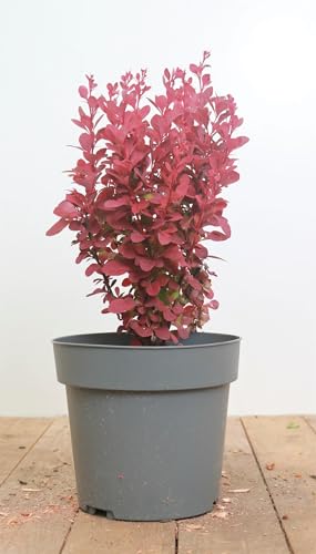 Berberis thunbergii 'Orange Rocket' 20–25 cm – Winterhart, Mehrjährig, Pflegeleicht – Säulen-Berberitze – Heckenpflanze für Garten & Beet