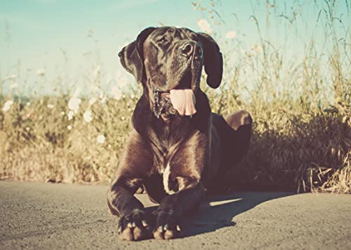Mahu Natur 100 ml Pfotenbalsam Hund & Katze - Super Pfotenschutz Creme Und Pfotenpflege Hund Mit Wertvoller Sheabutter- Pflege Bei Trockenen Und Rissigen Pfoten