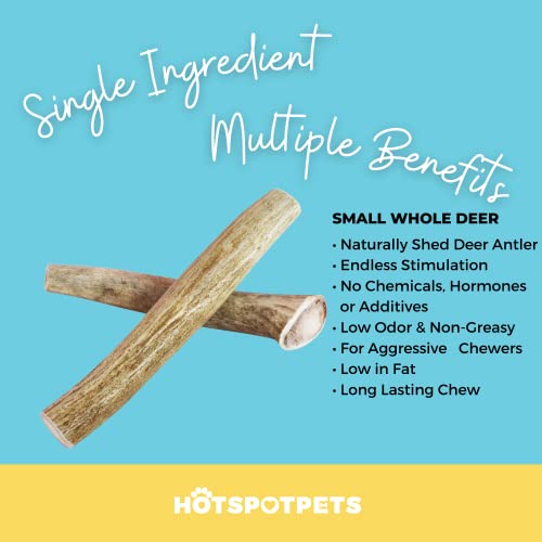 hotspot pets Small Premium Deer Antler for Dogs (3 Pack) - 4-8 Inch Long Lasting Antler Dog Chews Naturally Shed Deer Antlers Bone for Small & Medium Breed Aggressive Chewers - Sourced in USA