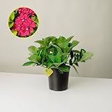 Plantì