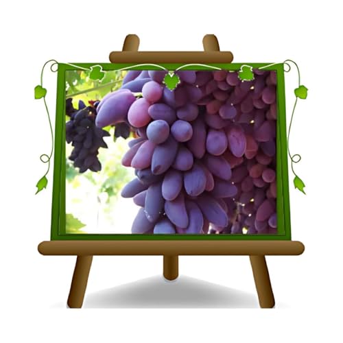 EURO PLANTS VIVAI Vigne Pizzutello noir plante fruitière ancienne en pot 20 cm hauteur 150-170 cm - Âge 2 ans