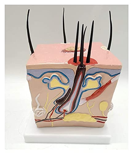 Modelo de Estudio Modelo de anatomía del Cabello de la Piel HProceso de Crecimiento del Cabello Saludable Acné Espinillas Modelo de anatomía de la Piel para exhibición Modelo médico (Tamaño : 12x12x2