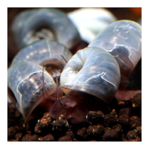 AQ4Aquaristik 5 x Blaue Posthornschnecken, Planorbella duryi, Reinigungscrew, Algenfresser