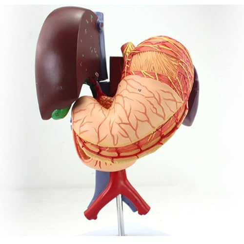 Human Organ Anatomical Model with Detachable Organs and Body Parts, Human Liver Anatomical Model, Liver Anatomical Model, Medical Anatomical Liver Model