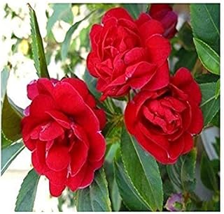 美しいフェアリイ奇妙な紅茶花インパチェンスの種子赤美しい花の種多くの品種美しい花の種