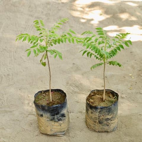 Best Nursery Set of 2 - Curry Patta in 7 Inch Plant Nursery bag-image-25