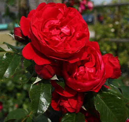BLUE UNIVERSE Live Red Scented Climbing Rose Plant with polybag (B092VC7PWT) Amazon Price History, Amazon Price Tracker