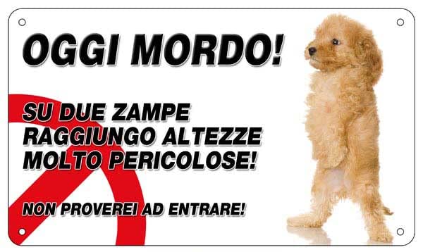 Social Crazy - Segnaletica - Attenti al cane barboncino, OGGI MORDO - Adesivo Extra Resistente, Pannello in Forex 30x42 cm