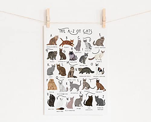Tnnd Az Of Cats Poster Cats Alphabet Cat Poster Illustration Pet Illustration Cat Lovers Gift Cat Poster Cat Cat Breeds Chart Cats Home Decor Father's Day Birthday Gift Metal Signs 12X16 Inch