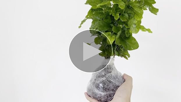 Amazon.com: 奧爾良2 女僕茉莉花植物室內生活,5 至7 Inc 高,攀登