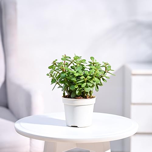 Ugaoo Good Luck Jade Live Plant With Grow Pot (Image - 1)