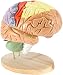 Modello corpo corpo corpo umano anatomia Modello cerebrale umano con etichette, 4 parti staccabili 2x Dimensione della vita, cervello regionale umano codificato a colori per l'insegnamento delle neuro