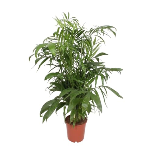 10 Graines de Chamaedorea Seifrizii - Palmier Bambou - Intérieur ou Extérieur - Plante Jardin - 279