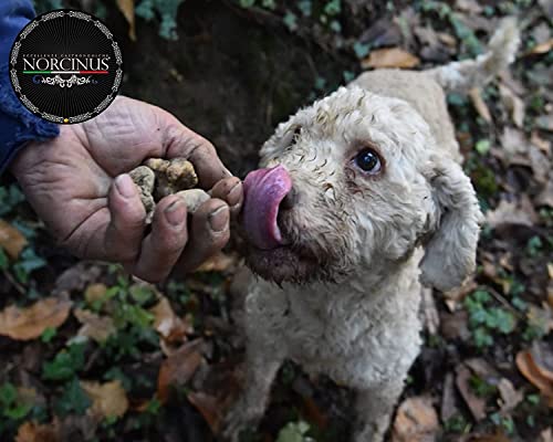 Norcinus-Trüffel 3X | Olivenöl extra vergine mit weißem Trüffel 250ml | Verwandeln Sie jedes Gericht in ein Gourmet-Meisterwerk