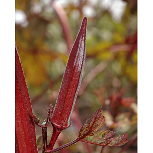 See full amazon price history chart for Golden Hills Farm hybrid RED LADIES FINGER - Okra Bhindi Hybrid Seeds Pack 50+ seeds Golden Hills Farm hybrid RED LADIES FINGER - Okra Bhindi Hybrid Seeds Pack 50+ seeds (B095M82LTF) Amazon Price History, Amazon Price Tracker