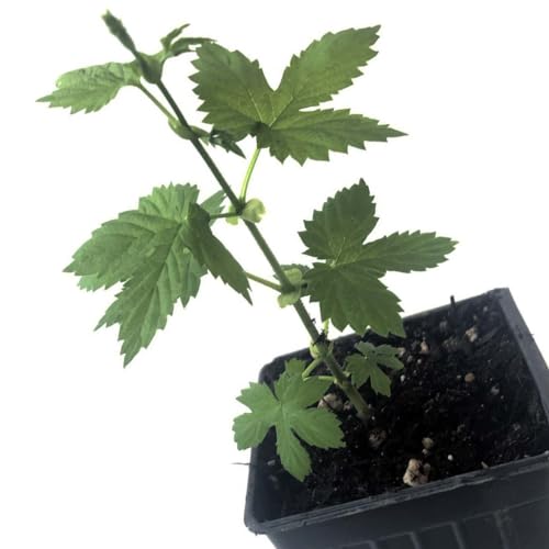 Smoke Camp Crafts Cascade Hops Plant