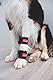 HERZENSTIER Krallenschutzbandage Gr. M30 für Hunde, Schutz für Wolfs- und Daumenkralle, doppelseitiges Fleece, für Hundesport, Jagd & Agility