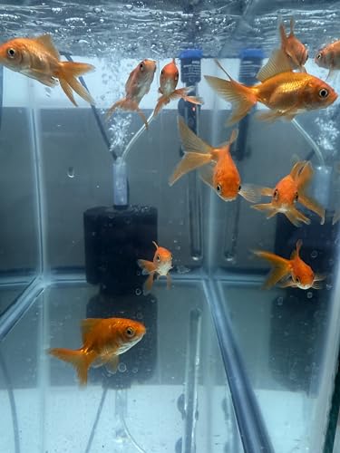 OceanMagik Live Phytoplankton - Tetra x Nanno x Iso x Thal Phyto Food for Coral & Copepod (16oz)