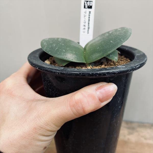 レオ様ご確認用です。極上芸、斑入りマユハケオモト Amazon | マユハケオモト 苗 3.5号 眉刷毛万年青 ハエマンサス