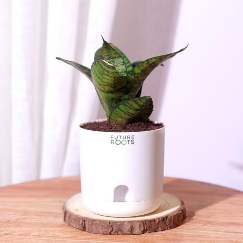 Image of Future Roots Live Snake Plant - Air Purifying Indoor Sansevieria Plant with Self Watering Pot | Low Maintenance Plant for Home, Kitchen, Living Room, Office Desk, Bedroom