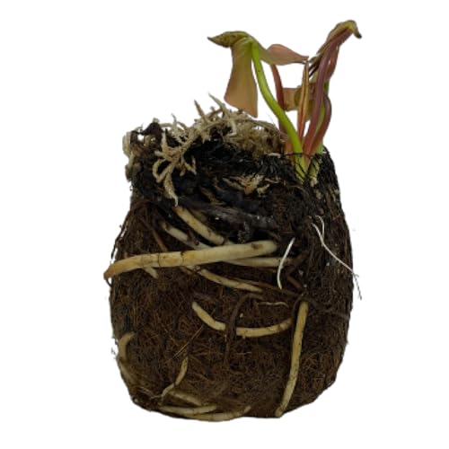 Image of SLRIPL | Nymphaea (Water Lily) | Flower Bulbs (Not Seeds) | Indoor /Outdoor Aquatic Plant | Light Pink | Pack of 1 Piece