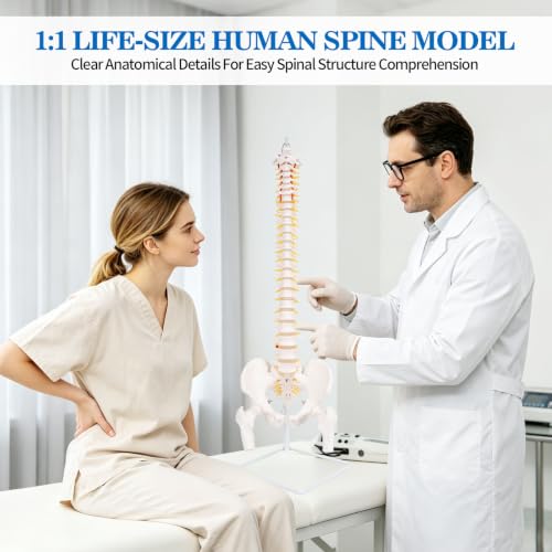 Image of Life Size Posable Skeleton for Anatomy, Human Skeleton Bones Full Size Skeleton Model PVC Anatomy Skeleton Model W /Rolling Stand for Study Display (34.6 inch Spine Model)