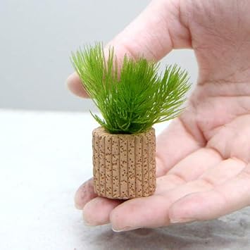 Amazon 水草 ライフマルチ 茶 マツモ プチ 無農薬 ３個 Charm チャーム 生体水草 通販