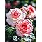 Amazon.com : ROSEWINKLE 1000pcs Climbing Maniac Rose Seeds for Planting ...