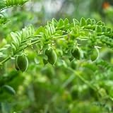 120 piezas semillas de garbanzo organicas semillas de hortalizas orgánicas, semillas de bonsái semillas de garbanzo semillas de hortalizas, plantas semillas, hortalizas, variedades