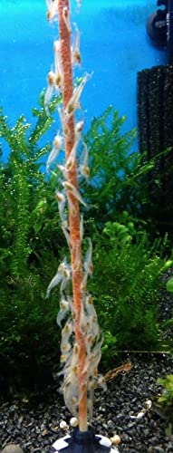Shrimp-Lollies Deutschland Mix + Halter1 (10 Stück) / Garnelen Lollies Futter Blütenpollen Sticks Futterstangen