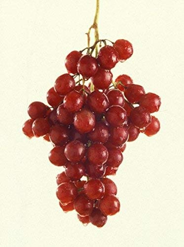 See full amazon price history chart for Creative Farmer Live Plant Grape Fruit Exotic Red Flame Seedless 1 Healthy Vine Cutting On Poly Bag Plants for Outdoor (1 Plant) Creative Farmer Live Plant Grape Fruit Exotic Red Flame Seedless 1 Healthy Vine Cutting On Poly Bag Plants for Outdoor (1 Plant) (B07P1J6SC7) Amazon Price History, Amazon Price Tracker