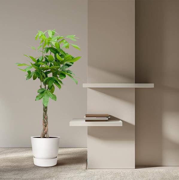 Pachira Aquatica - 150cm - Ø27